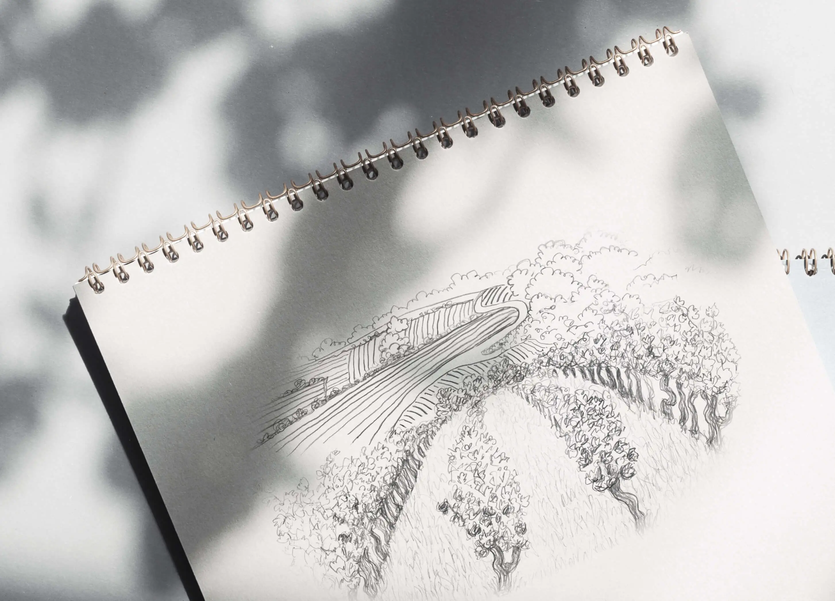 illustration drawing pencil notes blanches vines